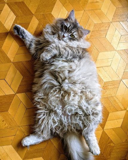 A fluffy cat belly up on the floor.