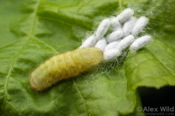 Macro photograph of a segmented sickly yellow-green caterpillar and about a dozen fuzzy white rice-shaped cocoons, on a green leaf.