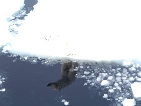 An isbjørn (polar bear) reflected in the ocean