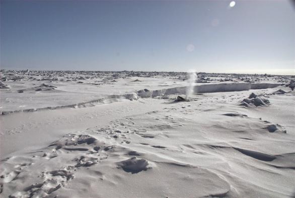A minke whale surfacing through sea ice to breathe