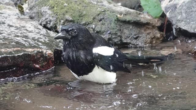A magpie standing drenched in a river where it has been enthusiastically splashing. It is facing left, with wet rocks behind.