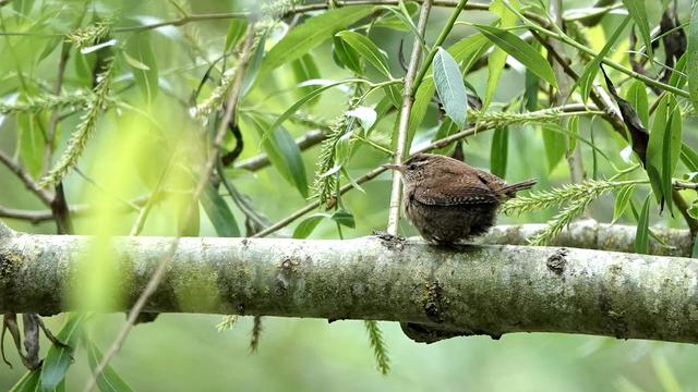 A small wren perched on a branch facing to the left, rather dwarfed by green leaves around. It has a brown body flecked with black and beige.