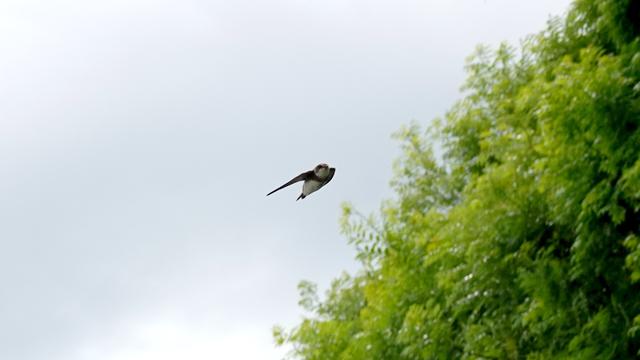 A sand martin swooping through the air with its wings tucked back beside a bank of leafy trees/bushes to the right of the picture.