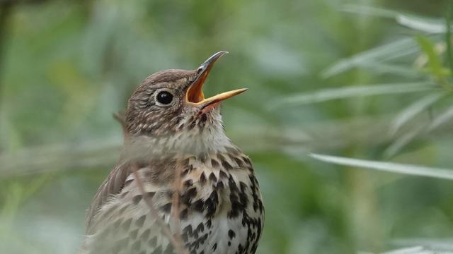A song thrush among trees facing right with its head raised and orange beak wide open, singing loudly. It has a brown/beige/cream flecked tummy and body, and light brown head.