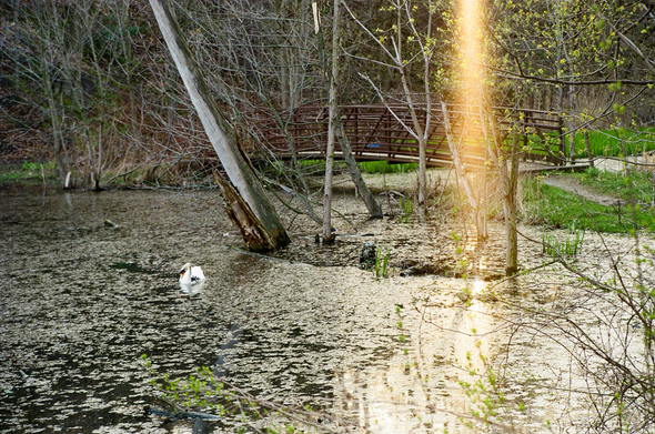 A swan gathers food in a murky pond with a footbridge in the background. A large lens flame dominates the right side of the image.
