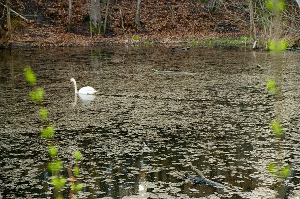 The swan swims quickly away, leaving a gap in the surface algae marking its path.