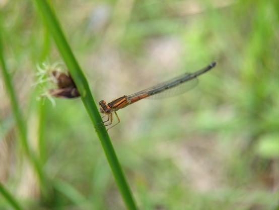 A gorgeous orange and blue damselfly perched on a blade of that three-sided grass with a brown tuft part way up.