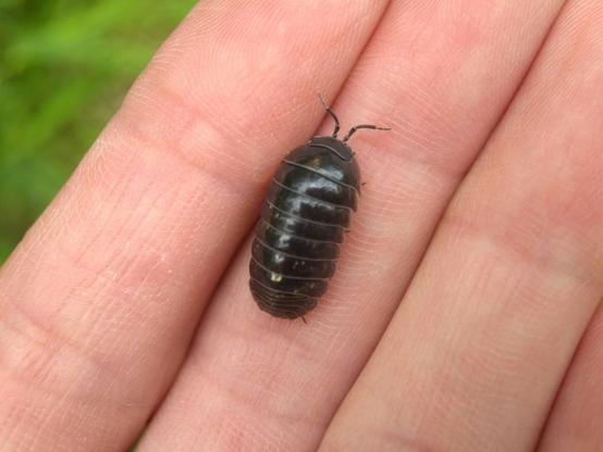 An enormous shiny dark grey isopod on my hand. It's about as long as one segment of my finger. That said, I do have small hands.