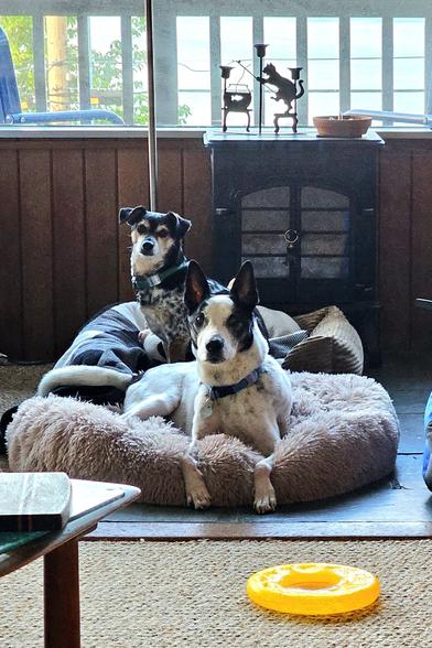 A photo of two dogs looking alert & dignified on cushy dog beds. One pup is a small, speckled, tricolor terrier mix; the other is a larger white & black-spotted herding mix.