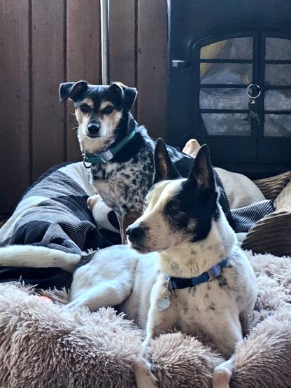 A second view of the two dogs
