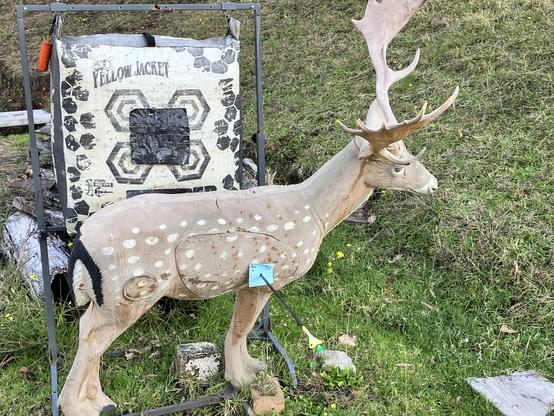 A 3D foam archery target of a fallow deer with a Post-it note attached over the heart target area. A single arrow has pierced the very centre of the paper.