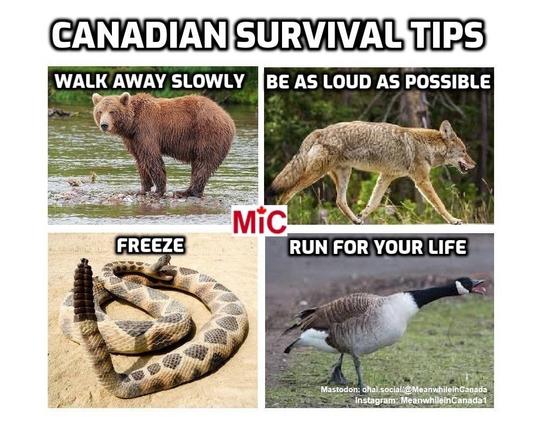 Canadian Survival Tips
( 4 images)
1.  Image of a bear with caption "walk away slowly"
2.  Image of a wolf with caption "be as loud as possible"
3.  Image of a rattlesnake with caption "freeze"
4.  Image of a Canada Goose with caption "run for your life"