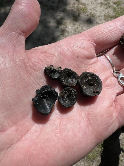 5 kleine zwarte werveltjes liggen in een hand.