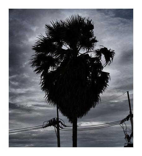 Silhouette of a palm tree against a cloudy, dark sky with power lines crossing the frame, creating a moody, dramatic atmosphere.
