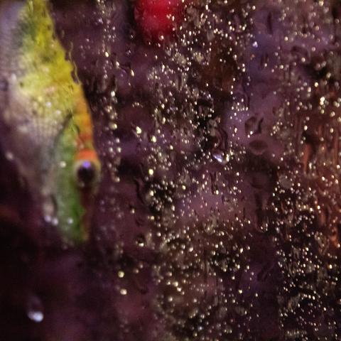 A green and white fish, head down, with thousands of tiny bubbles next to him taking up most of the shot. For some reason the water is purple.