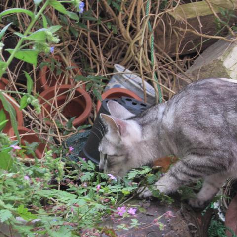 Merlin cat sniffing out a mouse