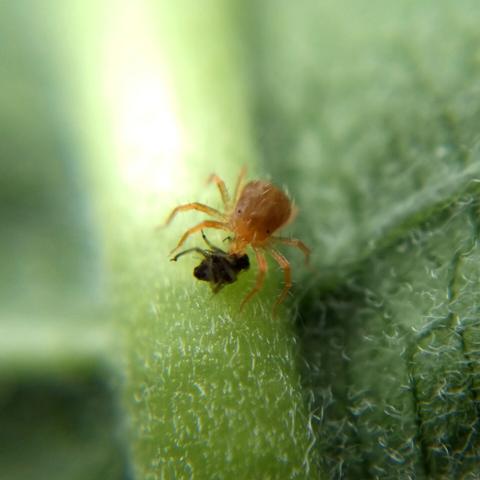 A whirligig mite feeding on a black aphid on a milkweed leaf. It is somewhat darker than the one in the previous photo, because of its food.