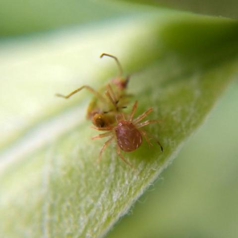 A whirligig mite on a small milkweed leaf near the top of the plant, feeding on a plant bug (family Miridae?) as big as itself.
