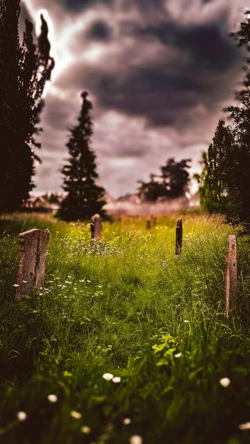 Tall grass is cemetery