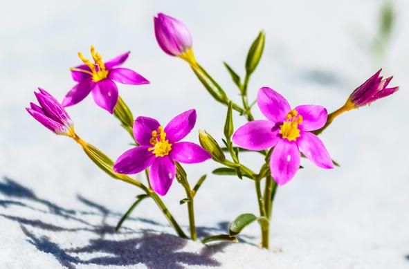 Close-up of vibrant purple flowers with bright yellow centers. Green stems hold the blooms upright against a backdrop of pristine white sand. The hot sun casts a sharp shadow of the flowers onto the sand.