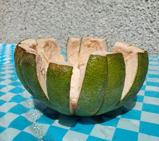 Drying half of a pomelo rind in the sun. It is resting on a plastic checkered tablecloth.