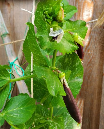 Royal purple snap peas on vine.