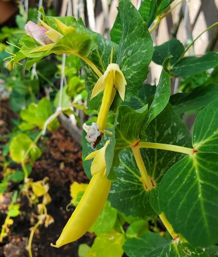 Golden sweet snow peas on vine.