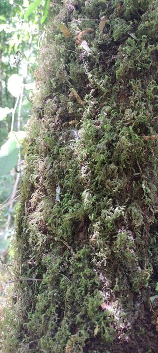 tronco de árbol con musgo secándose