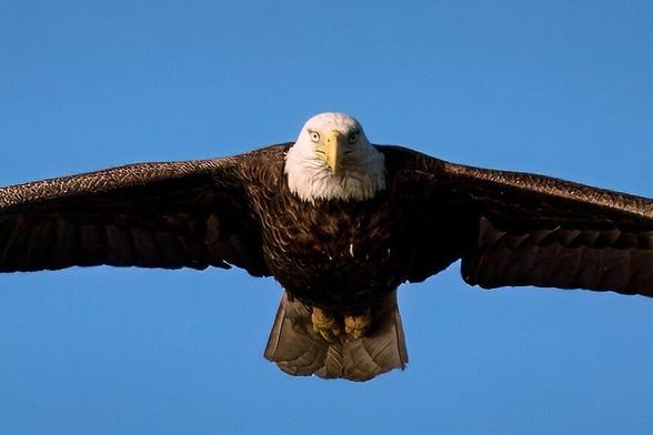Bald eagle