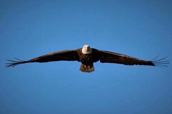 Bald eagle