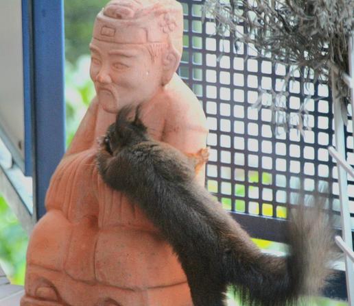 Eichhörnchen lehnt sich lang auf die Arme einer Statue von Buddha aus Terrakotta. Es sieht aus, als würde er beten.