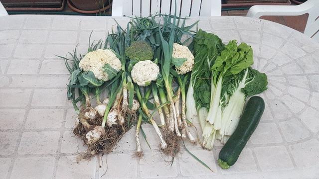 contenido de la cesta de la semana con cebolletas, puerros, acelgas, calabacín, coliflores y brócoli.