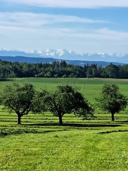Streuobstwiese,  im Hintergrund sieht man die Alpen