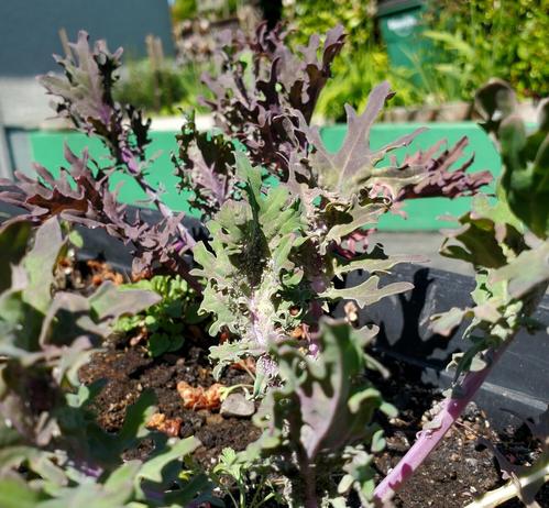 Curly kale & red Russian kale plants