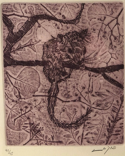 3 etchings, each featuring an illustration of a different Australian marsupial on a branch amongst foliage, all sepia toned in portrait orientation on cream colored paper and signed & numbered on bottom margin etching 1: feather-tailed glider