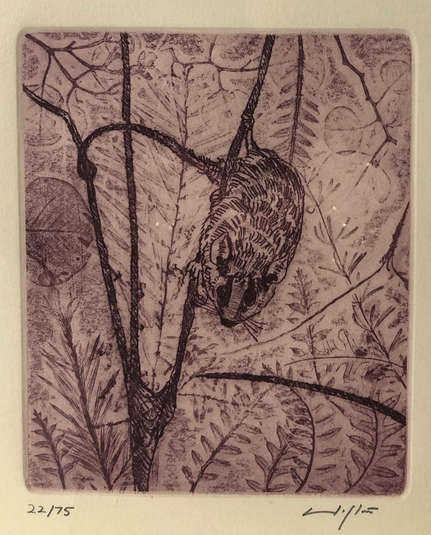3 etchings, each featuring an illustration of a different Australian marsupial on a branch amongst foliage, all sepia toned in portrait orientation on cream colored paper and signed & numbered on bottom margin etching 2: long-tailed pygmy possum