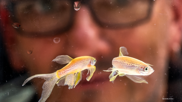 Fotoaufnahme von zwei kleinen schwimmenden Fischen. Im Hintergrund ist das Gesicht eines Mannes unscharf erkennbar, der in das Aquarium mit den Fischen blickt.