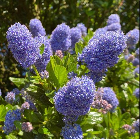 a group of three large pale blue ceanothus flower heads with several smaller behind, in full bright sunshine 
,