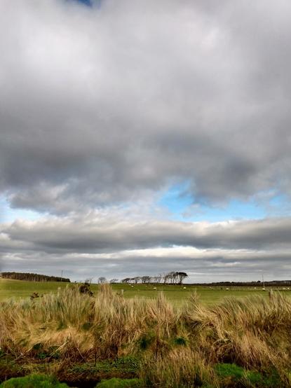 A row of windswept trees at the horizon under a big, moody sky. Dunegrass and a meadow with sheep are in the front.