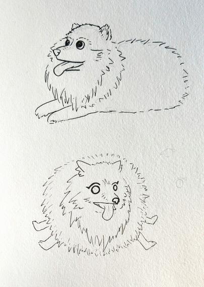 hand drawn ink sketches of a fluffy small dog, maybe a Pomeranian, with googly looking eyes and its tongue out.