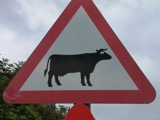 Wir sehen auf ein Straßenschild in Schottland. Es ist ein Warnschild und darauf ist eine Kuh mit Hörner abgebildet. Irgend welche Menschen haben der Kuh noch zwei Wackelaugen aufgeklebt und verleihen der Kuh damit ein schöneres Gesicht