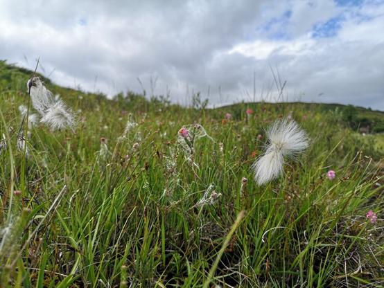 Wir blicken auf eine Wiese am Ufer des Atlantik, auf der sehr viel Wollgras wächst. An den oberen Spitzen sieht das Gras so aus, als ob daran weiße weiche Wolle hängt, in wirklichkeit sind das die Fruchtstände. Das weiße hebt sich wunderbar vom grün des Grases ab. Darüber sind weiße Wolken am Himmel zu sehen