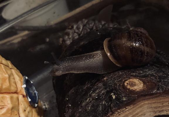 A photograph of a garden snail crawling along a small, pet-size log towards his pineapple house.