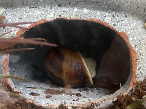 A photograph of the front portal of a ceramic fish hide. A garden snail lies on his side inside, curled up sleepily.