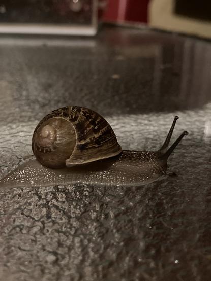 A garden snail crawling across a frosted glass tabletop. His eyestalks are sticking almost straight up and he seems interested in something off-frame.