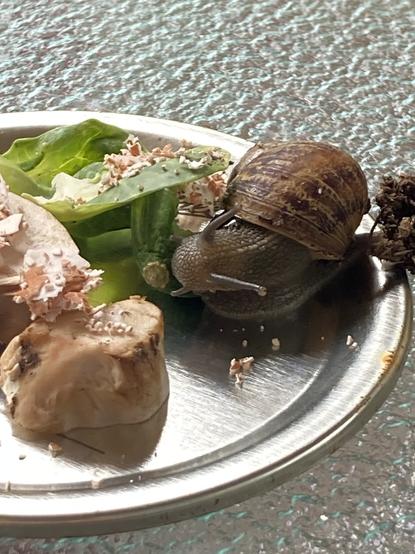 A garden snail eating happily from a jar lid. He is enjoying some mushrooms, Brussels sprouts, and crushed eggshells.