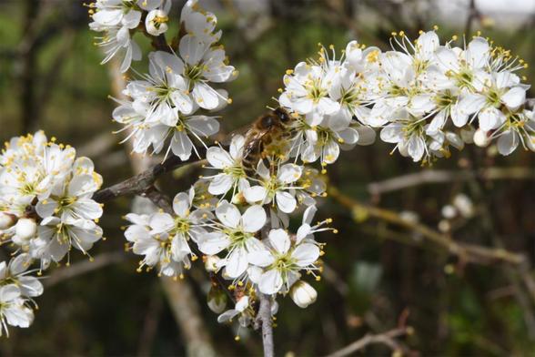 Blackthorn in flower on March 22. (Photo: Regula Gehrig)
