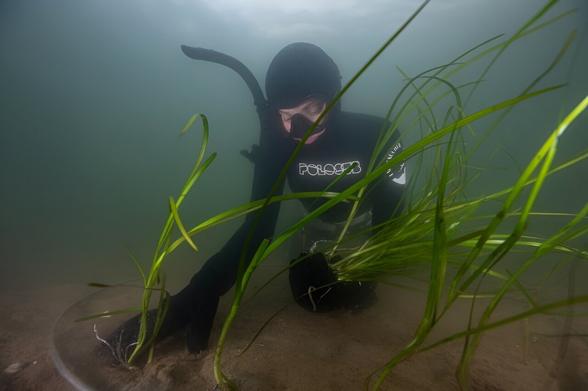 underwater photo of a diver manipulating grass-like water plants in murky water
