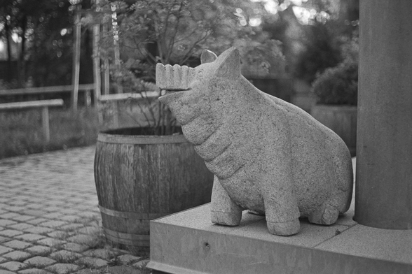 ein lächelndes Schwein aus Beton oder Stein schaut die Ferne