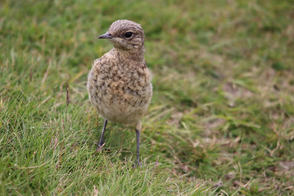 Juvenile Wheatear standing in an area of grass. Its speckled body is facing the camera, and the pale brown head is turned to the left.